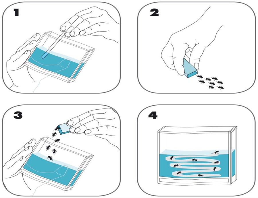 Rinkinys "Skruzdėlės"