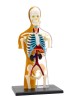 Edukacinis žaislas "Žmogaus anatomija"